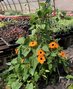 Black-Eyed Susan Thunbergia Hanging Basket